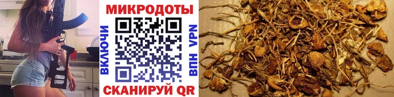 KRAKEN как войти  Кирс  Галлюциногенные грибы Cubensis 