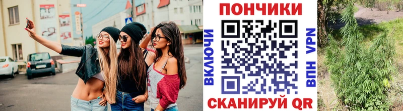 Конопля сатива Кирс